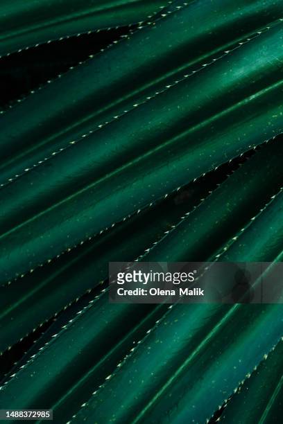 close up of thorny green leaves of a succulent plant - thorn pattern stock pictures, royalty-free photos & images