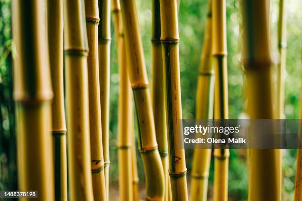 close-up of yellow bamboo plants. wallpaper and background of nature - bambus stock-fotos und bilder