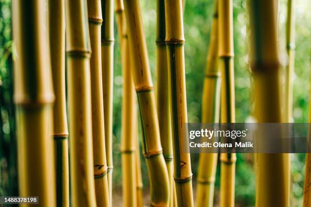 close-up of yellow bamboo plants. wallpaper and background of nature - bamboo texture stock-fotos und bilder