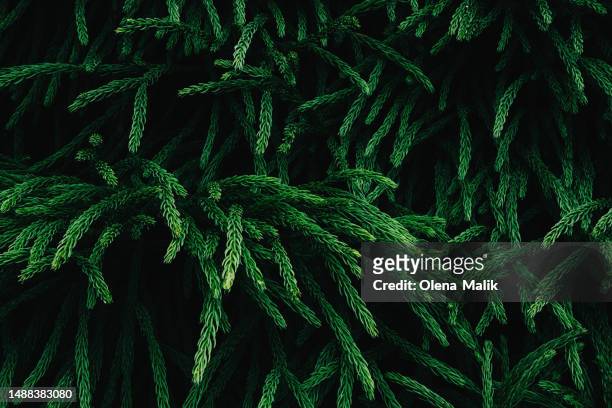 green fir tree background. - christmas tree brush stock pictures, royalty-free photos & images