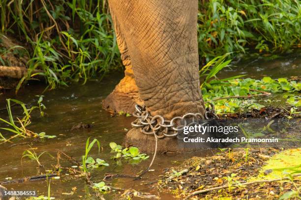 Elephant In Chains Elephant In Chains Photos and Premium High Res Pictures - Getty Images