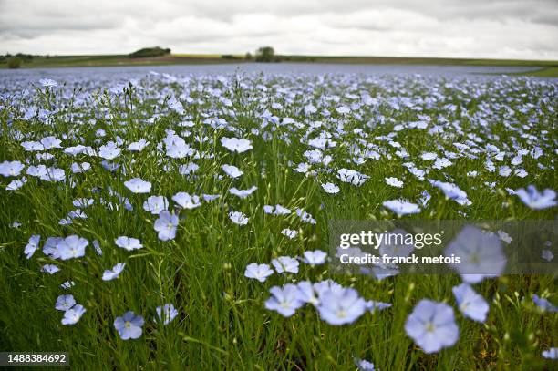 field of flax - flachs stock-fotos und bilder