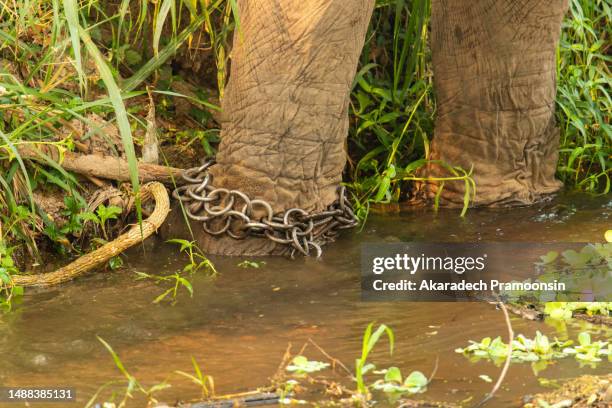 Elephant In Chains Elephant In Chains Photos and Premium High Res Pictures - Getty Images