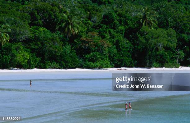 the rainforest meets the reef in cape tribulation - cape tribulation stock pictures, royalty-free photos & images