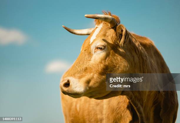 portrait of brown cow standing  against blue sky - mucca foto e immagini stock