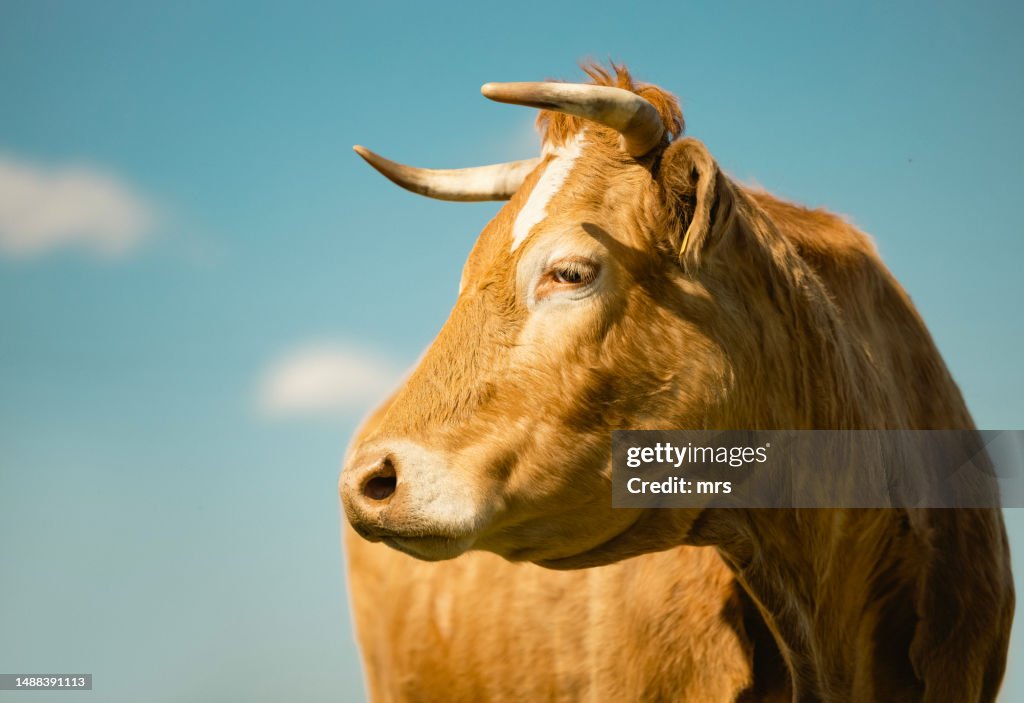 Portrait of brown cow standing against blue sky