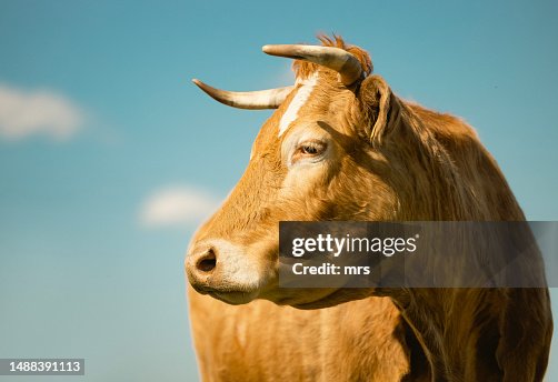 Portrait of brown cow standing against blue sky Portrait of brown cow standing against blue sky