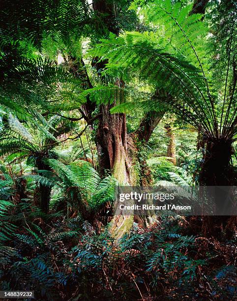 Trees Otway Ranges Otway Rain Forest National Park Photos and Premium High Res Pictures ...