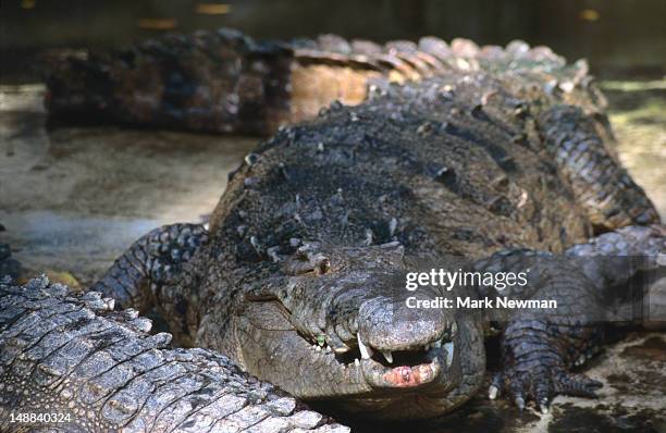 american crocodile (crocodylus acutus), flamingo campsite area. - crocodile family stock-fotos und bilder