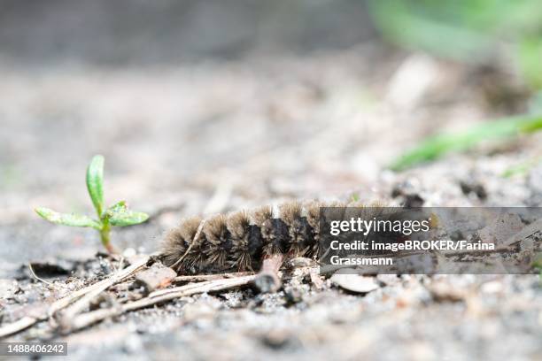 nine-spotted moth (amata phegea), caterpillar foraging on the roadside, falkensee, germany - amata phegea stock pictures, royalty-free photos & images