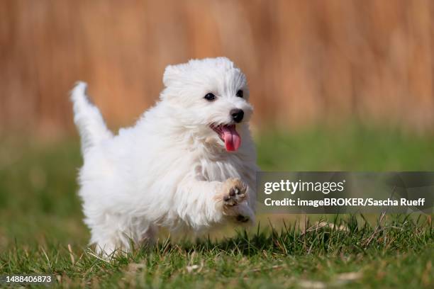 maltese domestic dog (canis lupus familiaris), puppy running across a meadow, rhineland-palatinate, germany - maltese dog fotografías e imágenes de stock