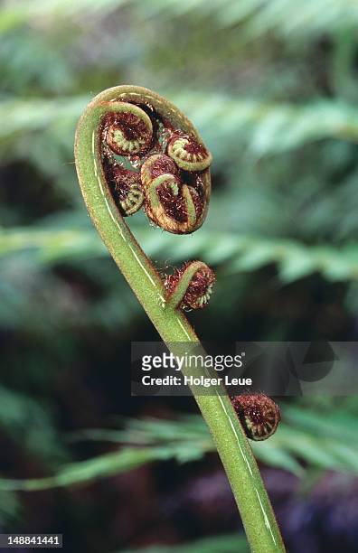 fern frond koru at waitangi national reserve. - new zealand leaves stock pictures, royalty-free photos & images