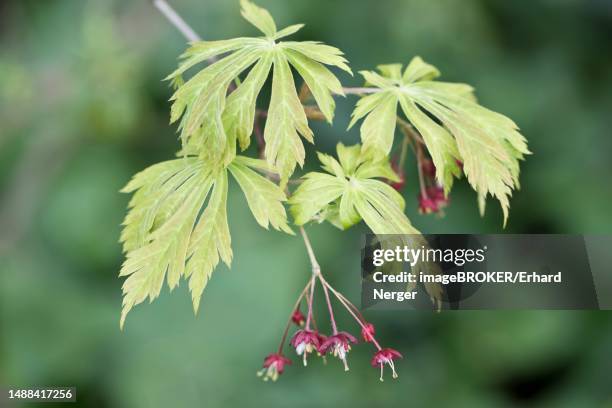 fullmoon maple (acer japonicum aconitifolium), flowering, emsland, lower saxony, germany - flowering maple tree stock pictures, royalty-free photos & images