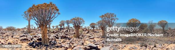 quiver tree (aloe dichotoma), namibia - quiver tree stock pictures, royalty-free photos & images