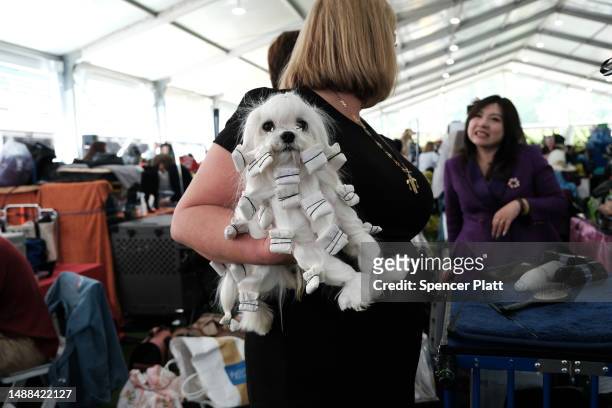 One of more than 3,000 dogs is prepped to show during the Westminster Kennel Club Dog Show at the USTA Billie Jean King National Tennis Center on May...