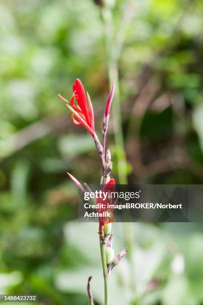 broomrapes (orobanche), cuba - orobanche stock pictures, royalty-free photos & images