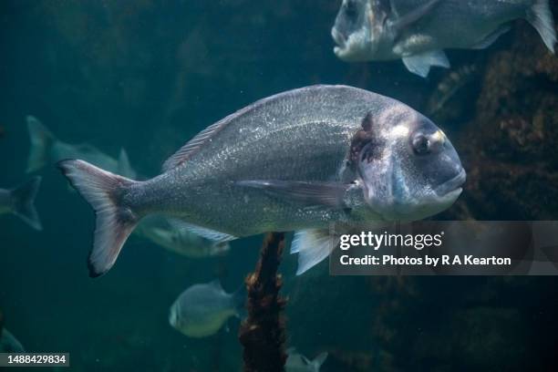 gilthead sea bream in a uk aquarium setting - sea bream stock pictures, royalty-free photos & images