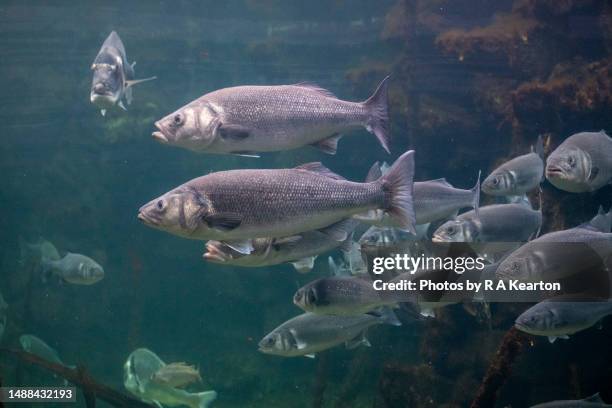 sea bass in a large tank in a uk aquarium - lubina fotografías e imágenes de stock
