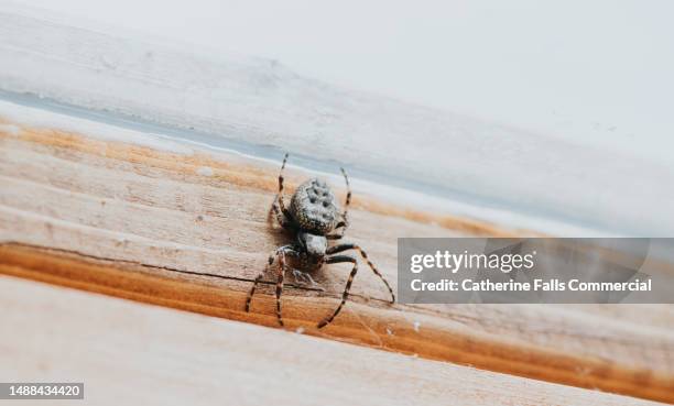 a walnut weave spider - aranha de jardim - fotografias e filmes do acervo