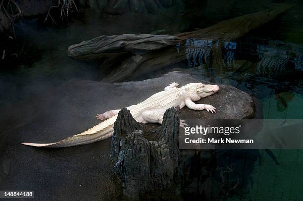 albino alligator resting on rock. - endangered species stock pictures, royalty-free photos & images