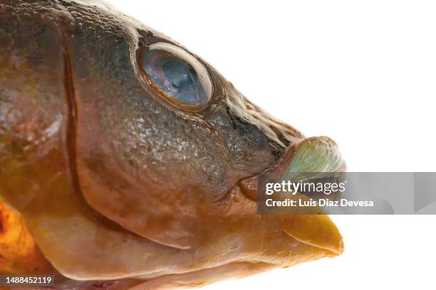 Ballan Rass 34 Ballan Wrasse Stock Photos, High-Res Pictures, and Images - Getty Images
