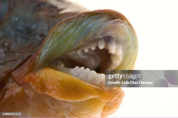 Ballan Rass 22 Ballan Wrasse Stock Photos, High-Res Pictures, and Images - Getty Images