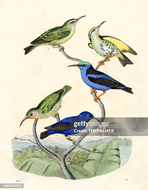 honey birds: bananaquit, warbler, red-legged honeycreeper color plate illustration 1857 - bananaquit stock illustrations