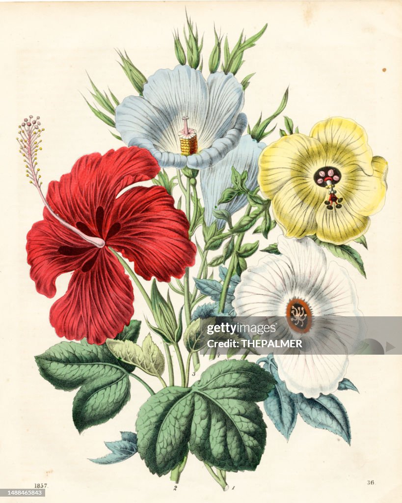Hibiscus varietes: White halbert-leaf, rosemallow, Hibiscus, crimson Hibiscus, cameronii, lilac Alyogyne color plate illustration 1857