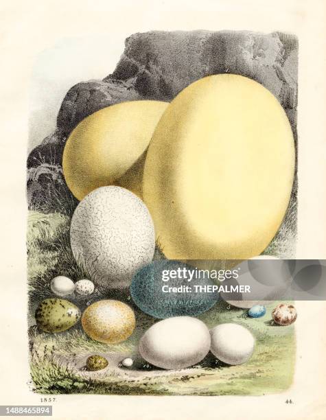 eggs of elephant bird, ostrich, cassowary, condor color plate illustration 1857 - cassowary stock illustrations