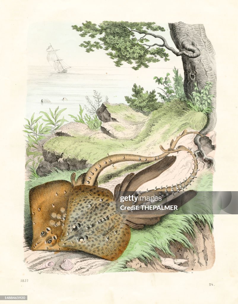 Thornback ray, Raja clavata Handcoloured lithograph illustration 1857
