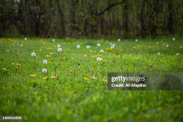 dandelions in meadow - wild flowers stockfoto's en -beelden