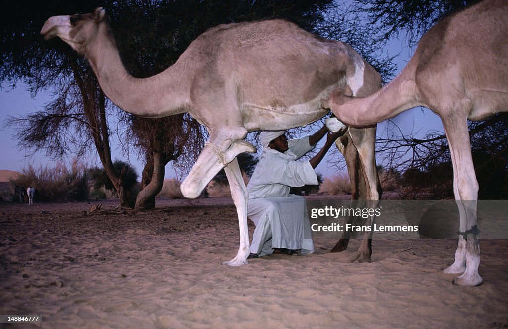 Tuareg man milking camels, near Agadez.