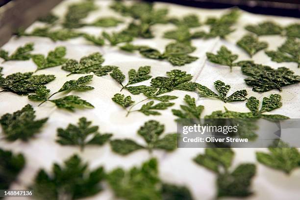 drying herbs. - dry herbs stock pictures, royalty-free photos & images