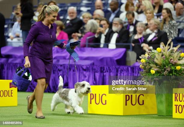 Buddy Holly, the Petit Basset Griffon Vendeen, winner of the Hound Group competes at the 147th Annual Westminster Kennel Club Dog Show Presented by...