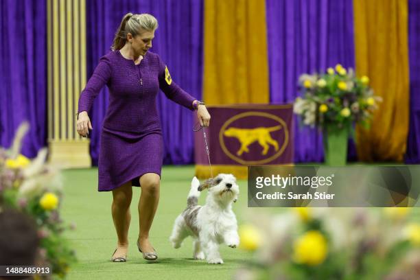 Buddy Holly, the Petit Basset Griffon Vendeen, winner of the Hound Group competes at the 147th Annual Westminster Kennel Club Dog Show Presented by...