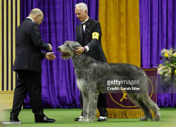 An Irish Wolfhound competes in the Hound Group at the 147th Annual Westminster Kennel Club Dog Show Presented by Purina Pro Plan at Arthur Ashe...