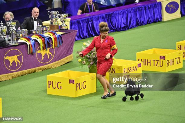 Toy Poodle competes in the 147th Annual Westminster Kennel Club Dog Show Presented by Purina Pro Plan at Arthur Ashe Stadium on May 08, 2023 in New...