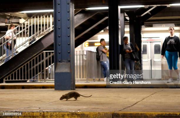 Rat looks for food while on a subway platform at the Columbus Circle - 59th Street station on May 8 in New York City.
