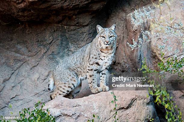 bobcat (felix rufus) at arizona sonora desert museum. - arizona sonora desert museum stock pictures, royalty-free photos & images