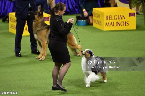 Ribbon, the Australian Shepherd , winner of the Herding Group, competes at the 147th Annual Westminster Kennel Club Dog Show Presented by Purina Pro...