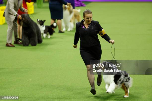 Ribbon, the Australian Shepherd wins the Herding Group at the 147th Annual Westminster Kennel Club Dog Show Presented by Purina Pro Plan at Arthur...