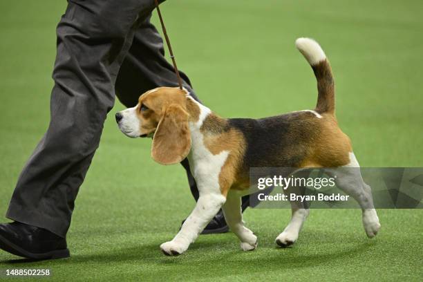 Beagle competes in the 147th Annual Westminster Kennel Club Dog Show Presented by Purina Pro Plan at Arthur Ashe Stadium on May 08, 2023 in New York...