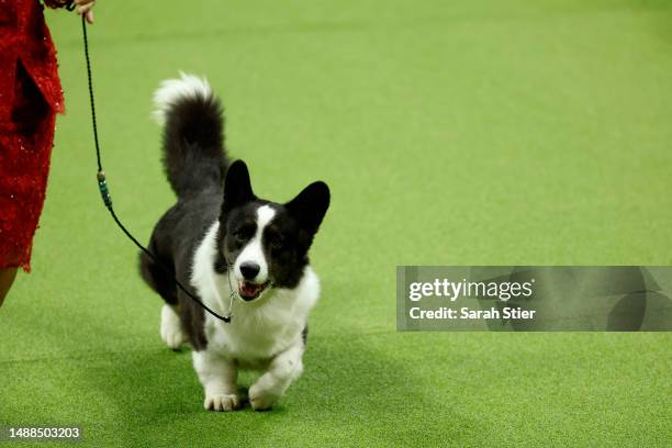 Cardigan Welsh Corgi competes in the 147th Annual Westminster Kennel Club Dog Show Presented by Purina Pro Plan at Arthur Ashe Stadium on May 08,...