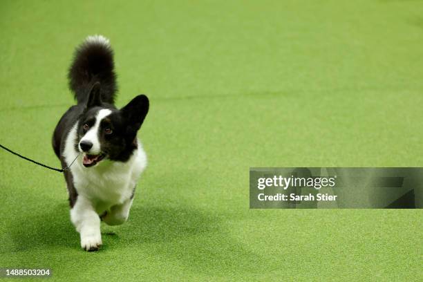 Cardigan Welsh Corgi competes in the 147th Annual Westminster Kennel Club Dog Show Presented by Purina Pro Plan at Arthur Ashe Stadium on May 08,...