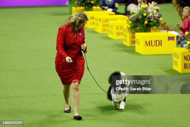 Cardigan Welsh Corgi competes in the 147th Annual Westminster Kennel Club Dog Show Presented by Purina Pro Plan at Arthur Ashe Stadium on May 08,...