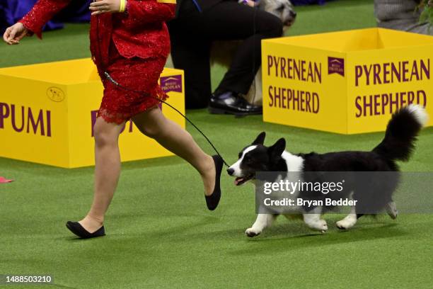 Cardigan Welsh Corgi competes in the 147th Annual Westminster Kennel Club Dog Show Presented by Purina Pro Plan at Arthur Ashe Stadium on May 08,...
