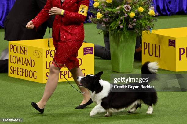 Cardigan Welsh Corgi competes in the 147th Annual Westminster Kennel Club Dog Show Presented by Purina Pro Plan at Arthur Ashe Stadium on May 08,...