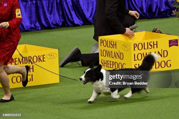 Cardigan Welsh Corgi competes in the 147th Annual Westminster Kennel Club Dog Show Presented by Purina Pro Plan at Arthur Ashe Stadium on May 08,...