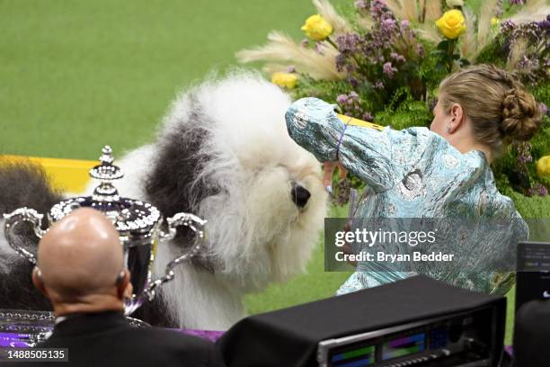 An Old English Sheepdog competes in the 147th Annual Westminster Kennel Club Dog Show Presented by Purina Pro Plan at Arthur Ashe Stadium on May 08,...