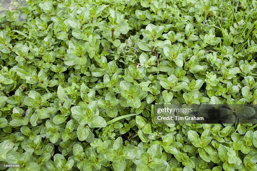 Watercress in Springwater Stream in The Cotswolds, UK